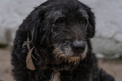 Close-up portrait of dog