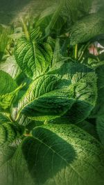 Close-up of leaves