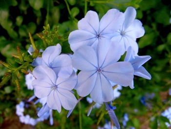 Close-up of flowers