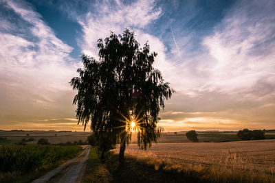 Trees on field against sky at sunset