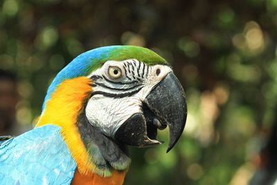 Close-up of a parrot