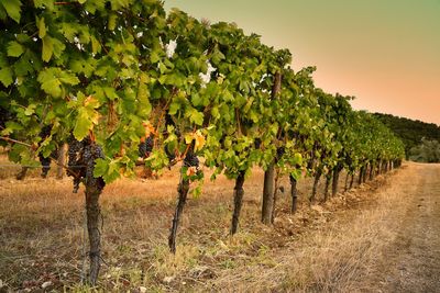 View of vineyard against sky