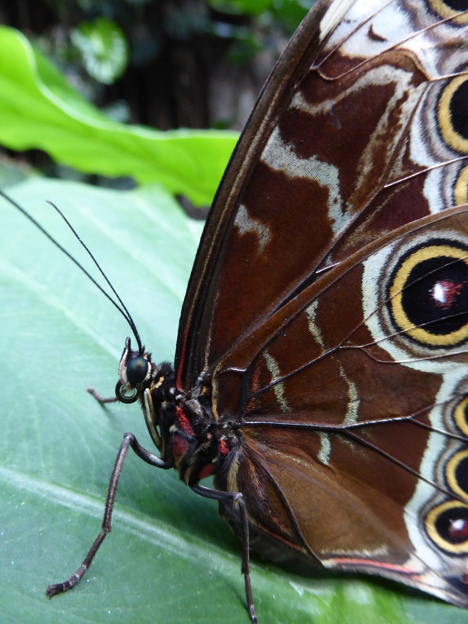 animal themes, insect, one animal, close-up, animals in the wild, wildlife, focus on foreground, butterfly - insect, animal antenna, animal wing, butterfly, day, nature, outdoors, no people, zoology, animal markings