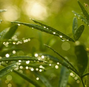 Close-up of water drops on leaf