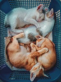 Directly above shot of kittens sleeping in basket