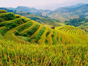 Scenic view of rice field against sky