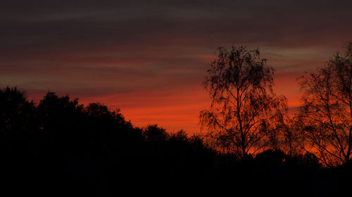 Silhouette trees at sunset
