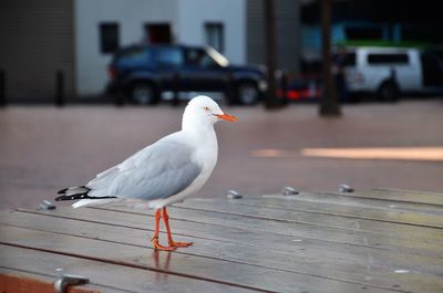 Seagull perching on wooden table