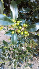 Close-up of fruits growing on tree