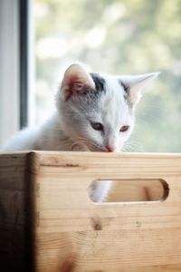 Close-up portrait of a cat