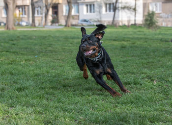 Rottweiler playing in park