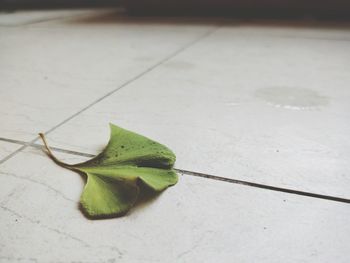 High angle view of leaf on floor