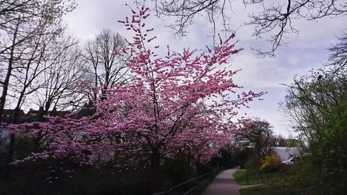 Low angle view of pink flowering trees against sky