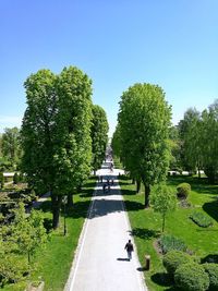 Footpath amidst trees in park