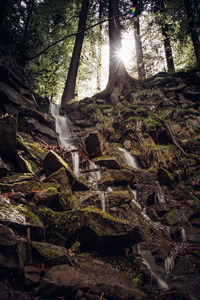 Trees in forest