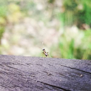 Close-up of ant on wood