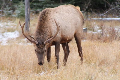 Deer grazing in a field