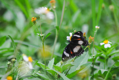 Close-up of butterfly pollinating on flower