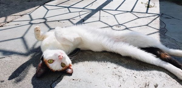High angle view of a cat