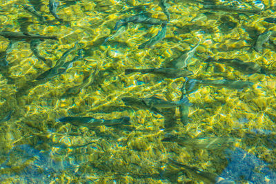 Full frame shot of swimming pool