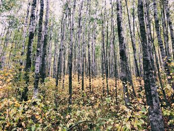 Trees in forest