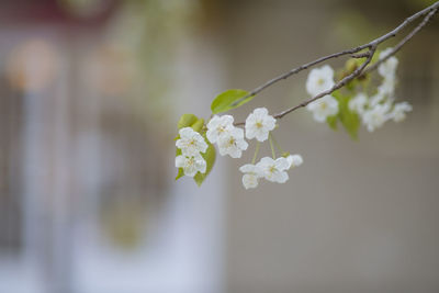 Close-up of white cherry blossom tree