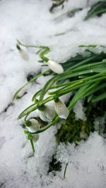 Close-up of white flowers