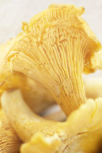 Chanterelles, close-up