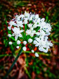 Close-up of white flowers blooming outdoors