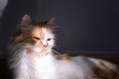 Close-up of cat looking away at home