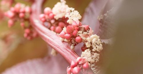 Close-up of red flower against blurred background