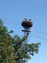 Low angle view of birds perching on power line