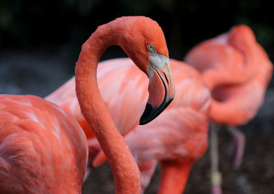 Beautiful  flamingo