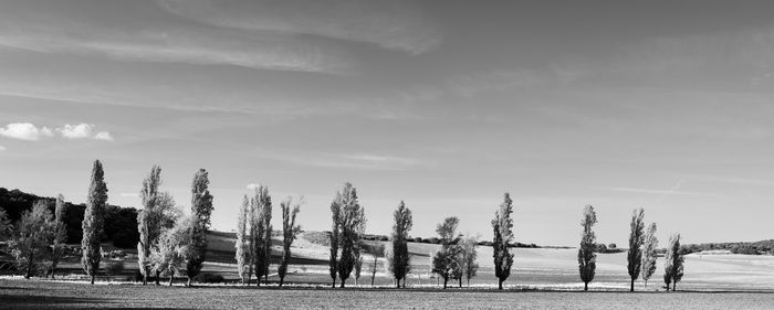 Panoramic shot of trees on field against sky