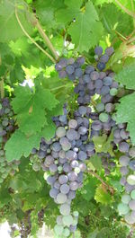 Plants growing in water