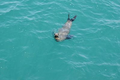 High angle view of turtle swimming in water