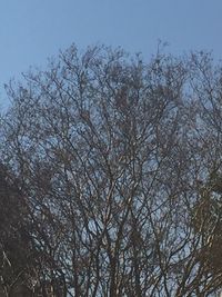 Low angle view of bare trees against sky