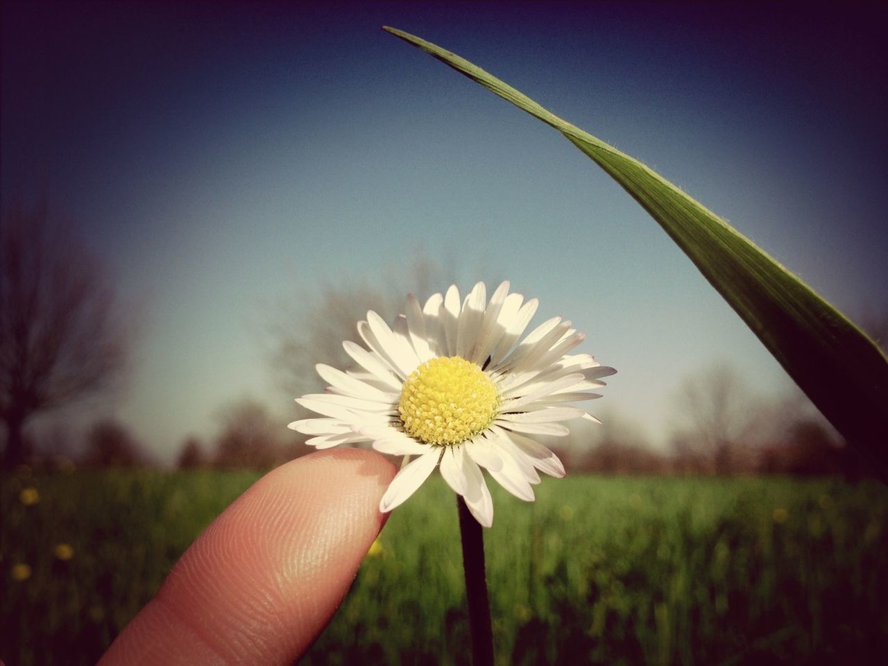 flower, person, holding, freshness, one person, fragility, flower head, petal, single flower, part of, daisy, focus on foreground, yellow, close-up, cropped, human finger, beauty in nature, dandelion, pollen