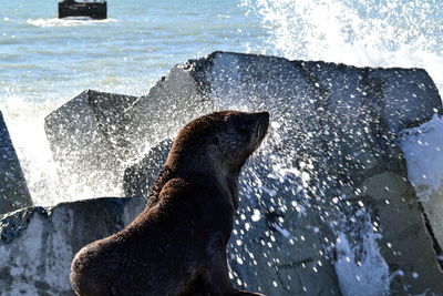 Side view of a seal