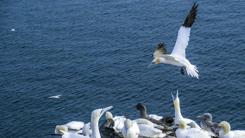 Seagull flying over lake