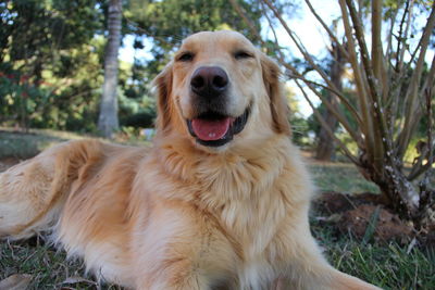 Portrait of a dog