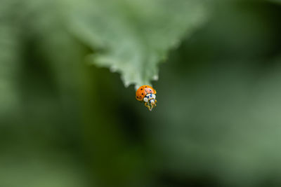 Close-up of ladybug on leaf