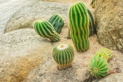 High angle view of succulent plant