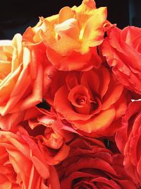 Close-up of roses blooming outdoors