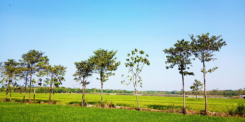 Scenic view of agricultural field against clear sky