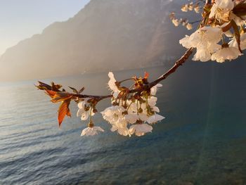 Close-up of cherry blossom during springtime