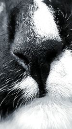 Close-up of cat