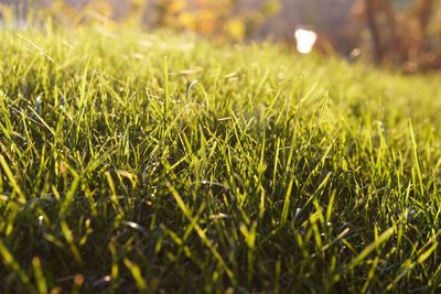 Close-up of grass in field