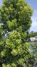 Low angle view of tree against sky