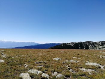 Scenic view of field against clear blue sky